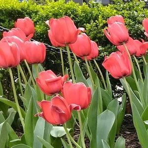 Meet your Posher, Rossy